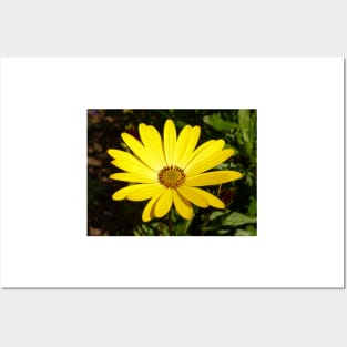 Osteospermum Posters and Art